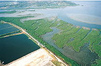 The wide mouth of a river where fresh water comes into contact with saline water. Estuaries are characterised by distinctive tidal current patterns, by fresh water/salt water mixing, and by extensive mudflats, which in Hong Kong are commonly covered with mangroves, a type of plant that encourages sedimentation.